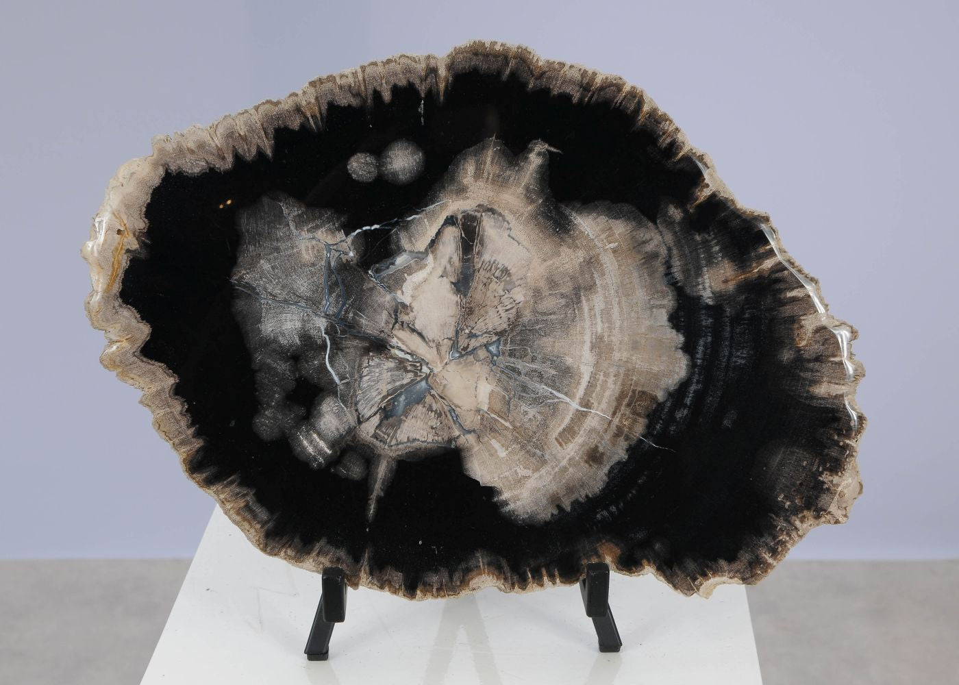 Lastra per tavolino in legno fossile - 51424