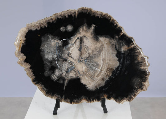 Lastra per tavolino in legno fossile - 51424