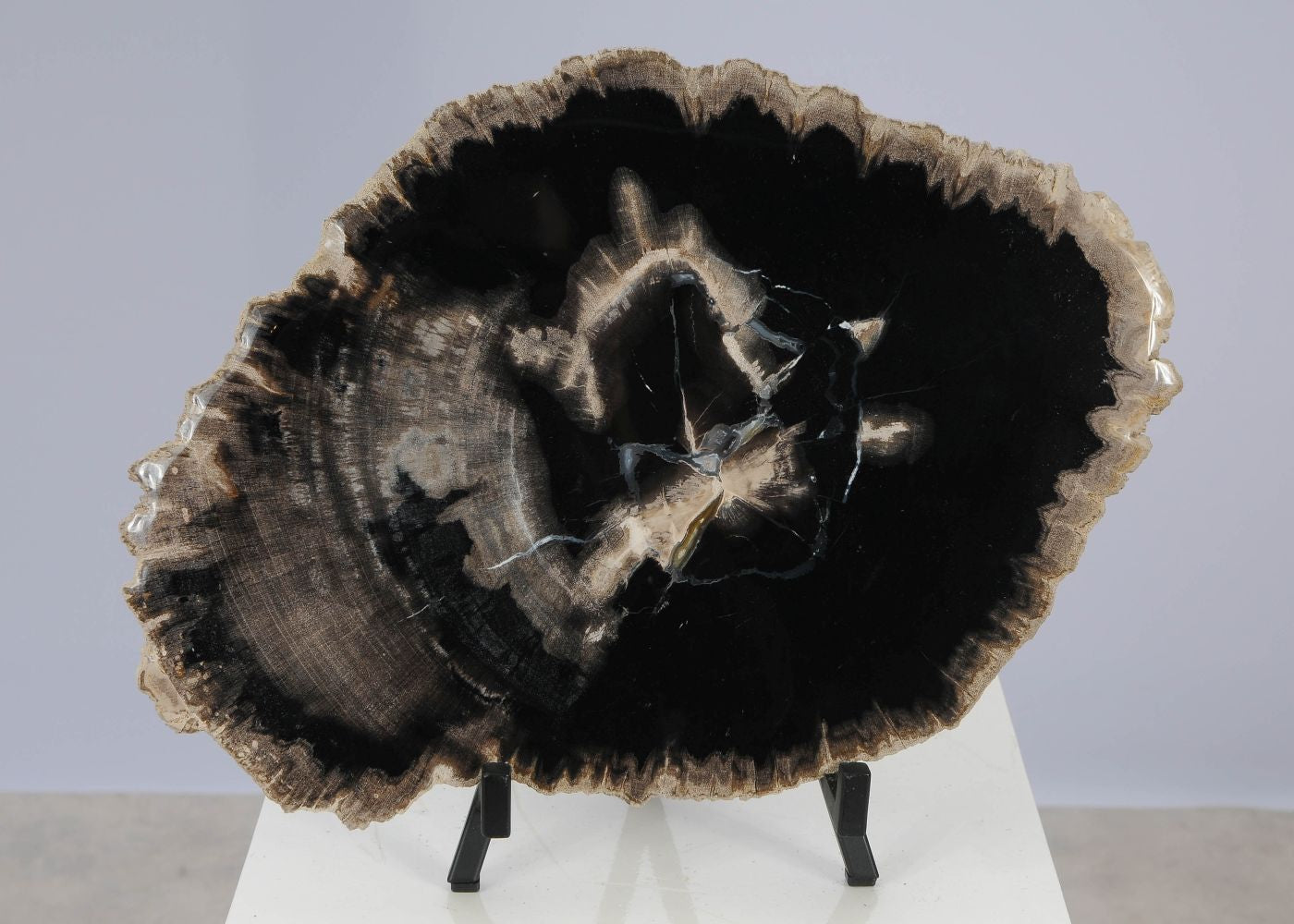 Lastra per tavolino in legno fossile - 51424