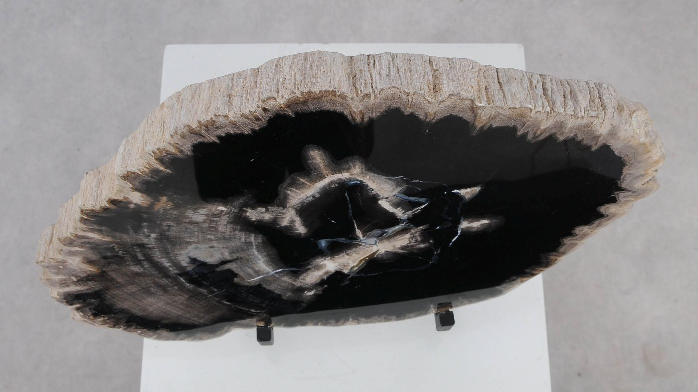 Lastra per tavolino in legno fossile - 51424