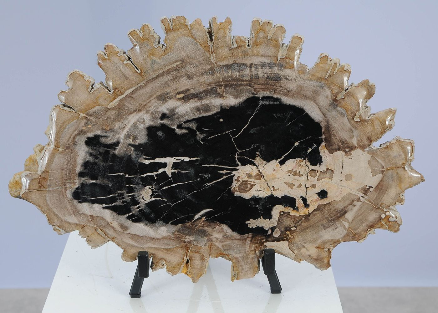 Lastra per tavolino in legno fossile - 51428