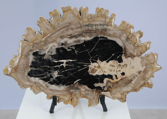 Lastra per tavolino in legno fossile - 51428