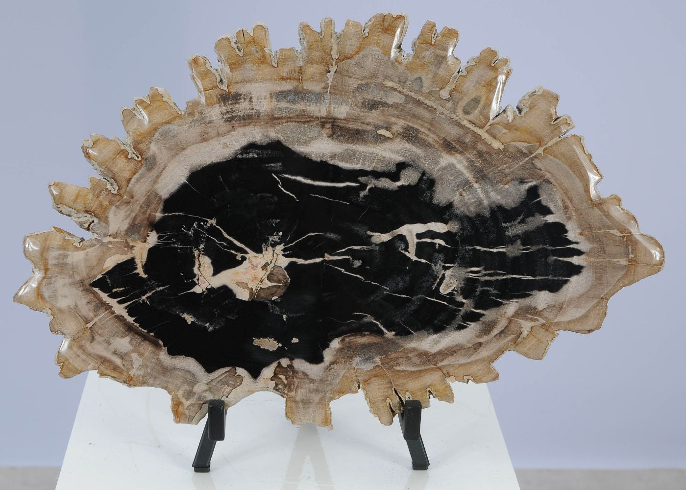 Lastra per tavolino in legno fossile - 51428