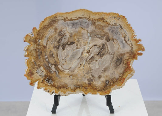 Lastra per tavolino in legno fossile - 51453