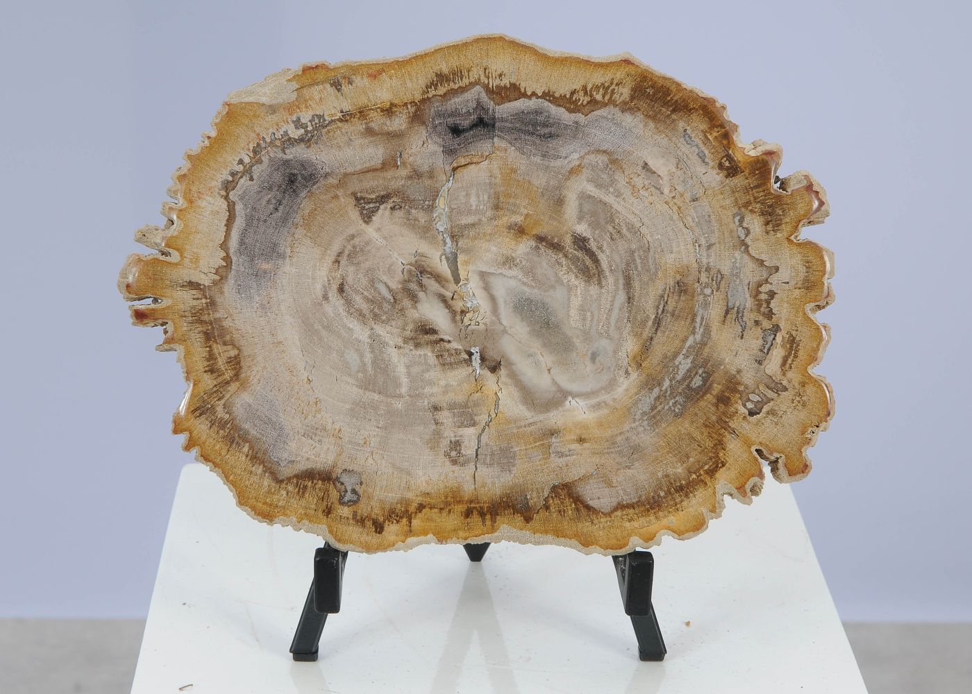 Lastra per tavolino in legno fossile - 51453