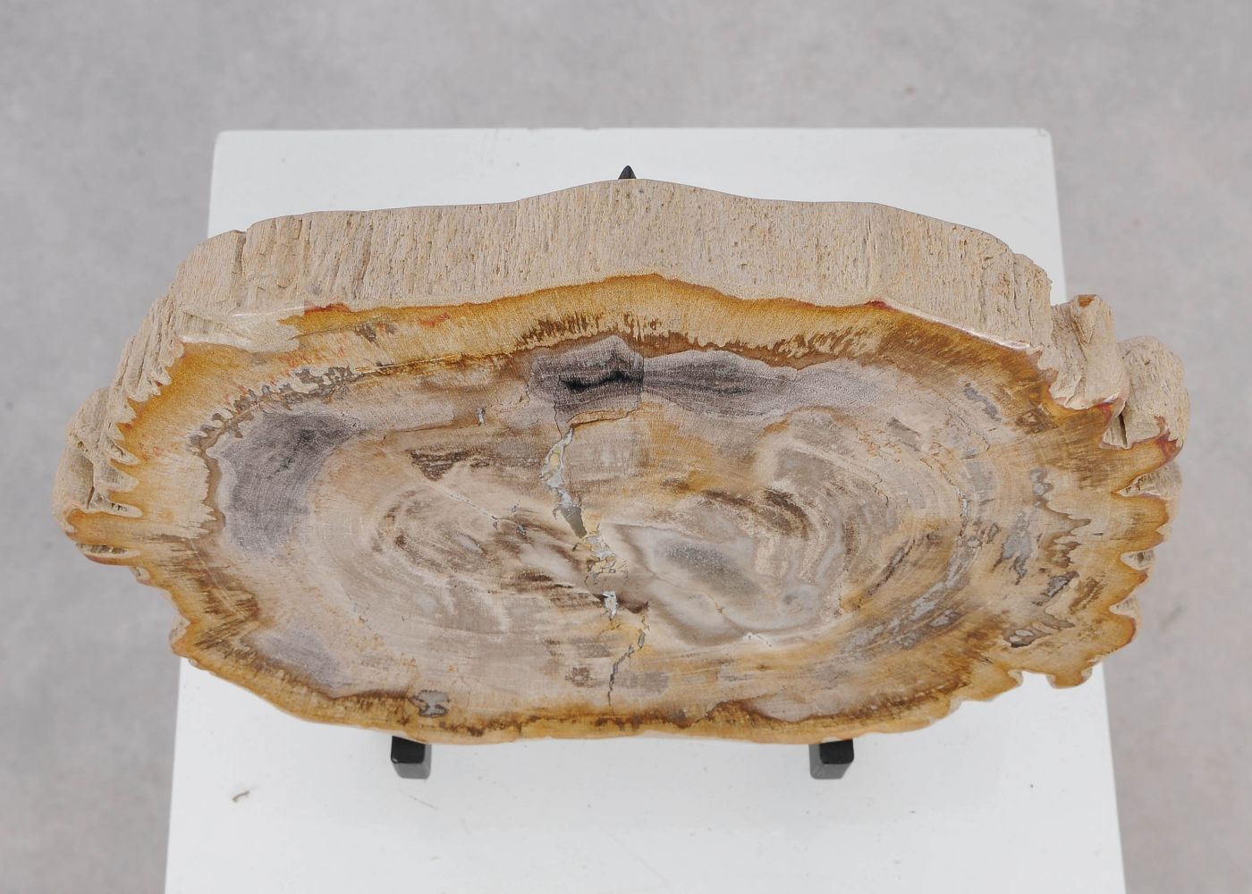 Lastra per tavolino in legno fossile - 51453