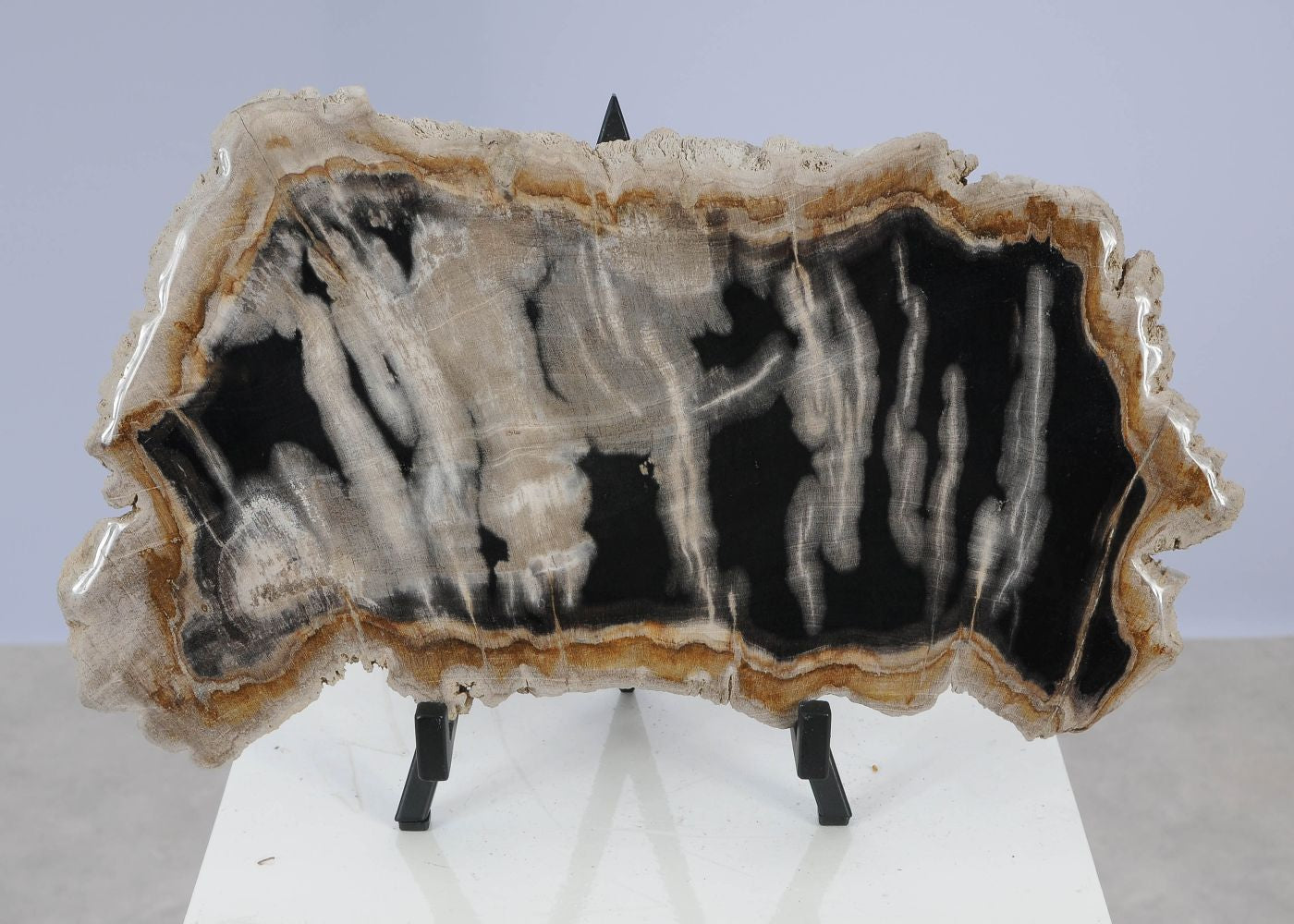 Lastra per tavolino in legno fossile - 51459