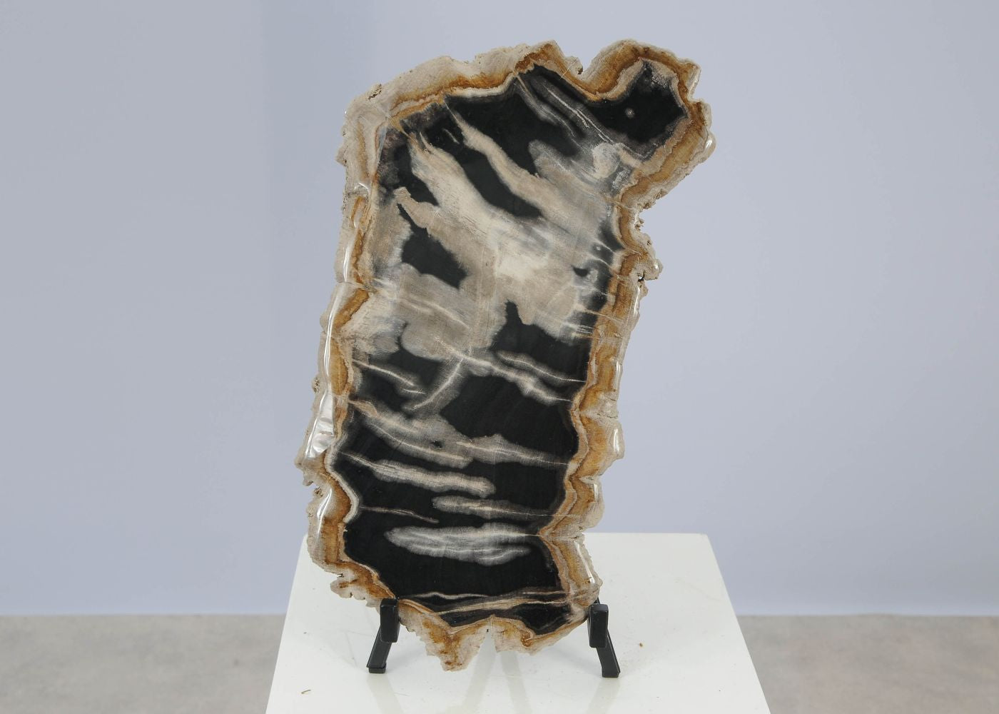 Lastra per tavolino in legno fossile - 51459