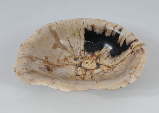 Ciotola in legno fossile - 52377