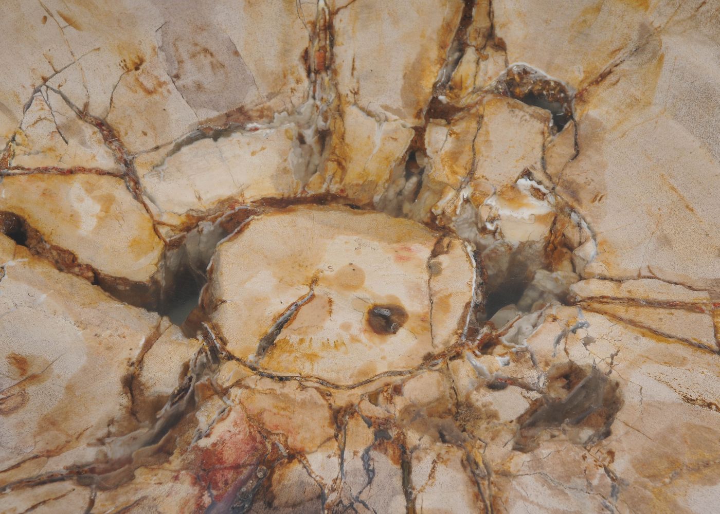 Ciotola in legno fossile - 52377
