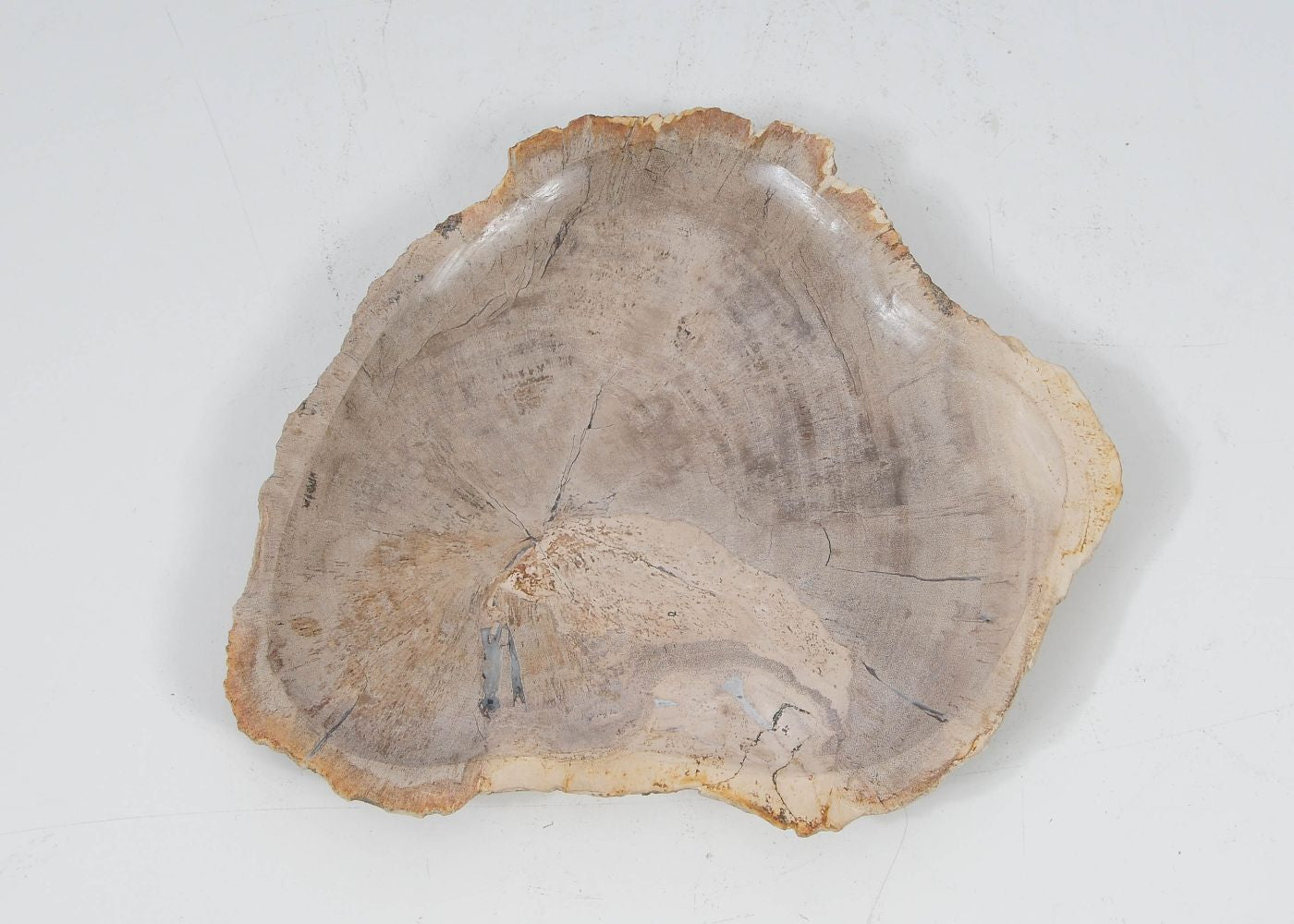 Piatto in legno fossile - 52400