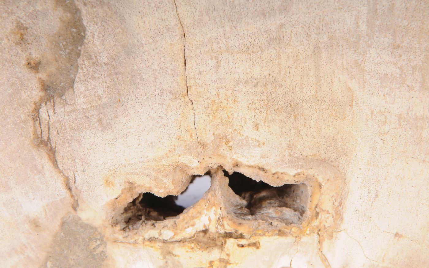 Coppia di fermalibri in legno pietrificato - 53369