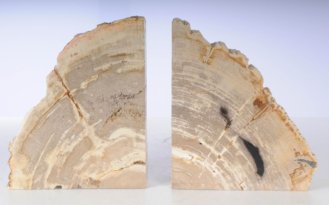 Coppia di fermalibri in legno pietrificato - 53378