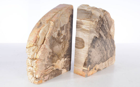 Coppia di fermalibri in legno pietrificato - 53385