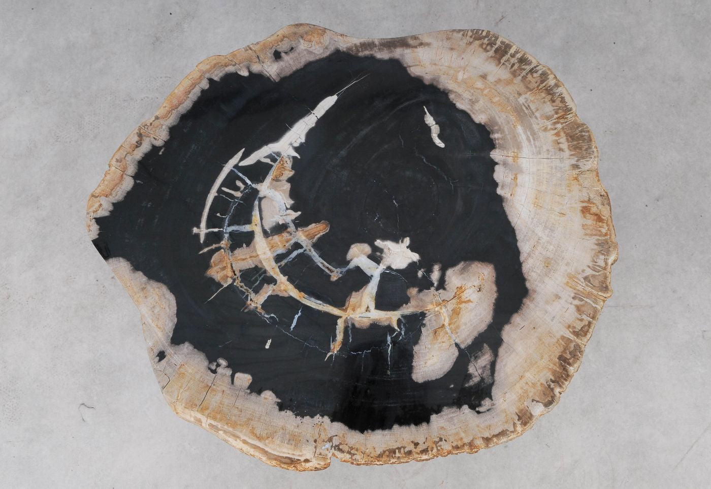 Lastra per tavolino in legno fossile - 53478