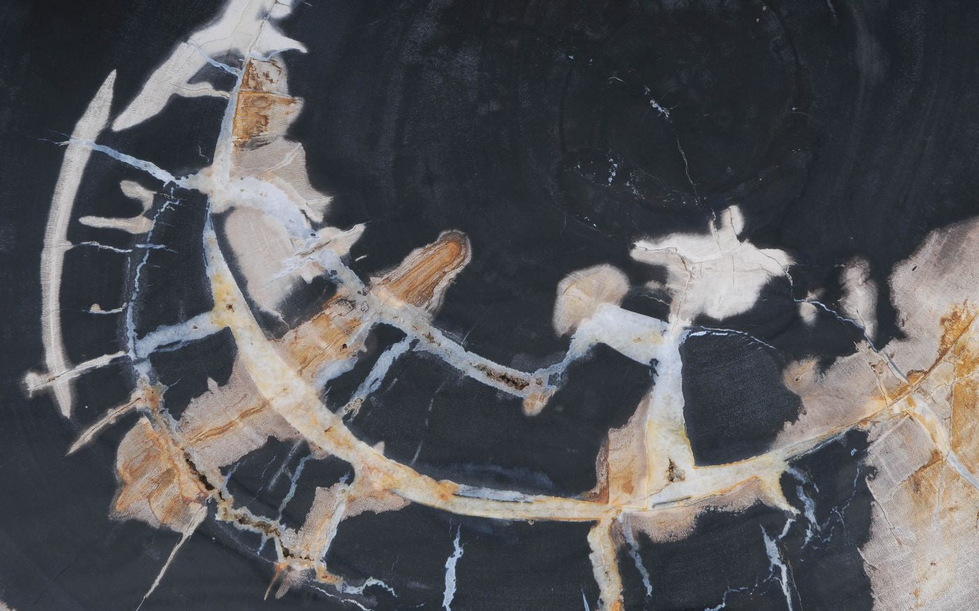 Lastra per tavolino in legno fossile - 53478