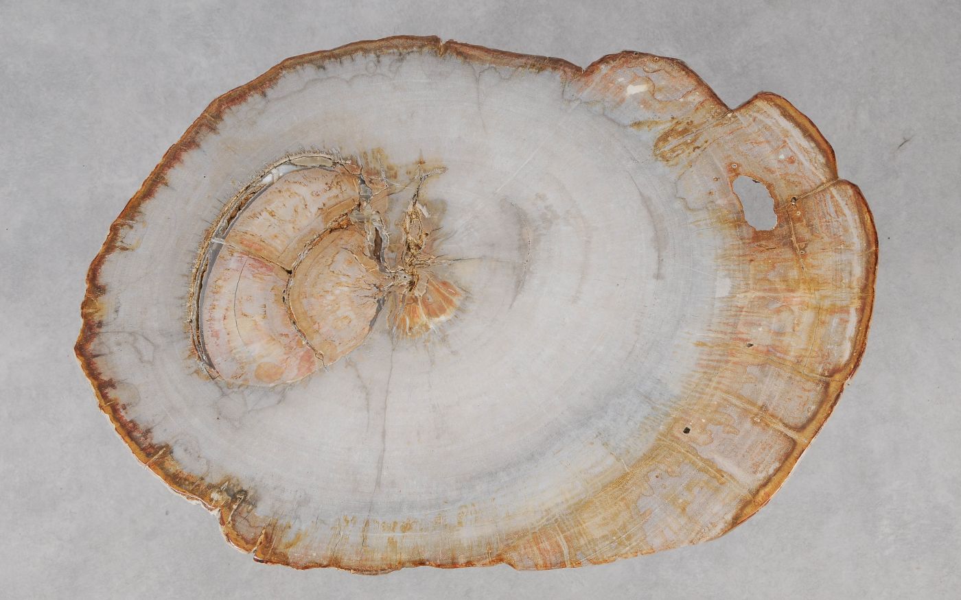 Lastra per tavolino in legno fossile - 55207