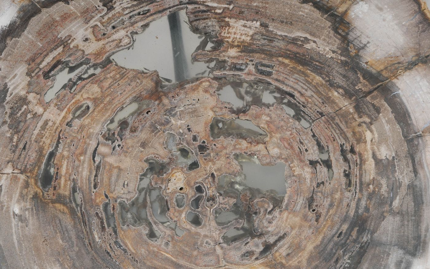 Lastra per tavolino in legno fossile - 55245
