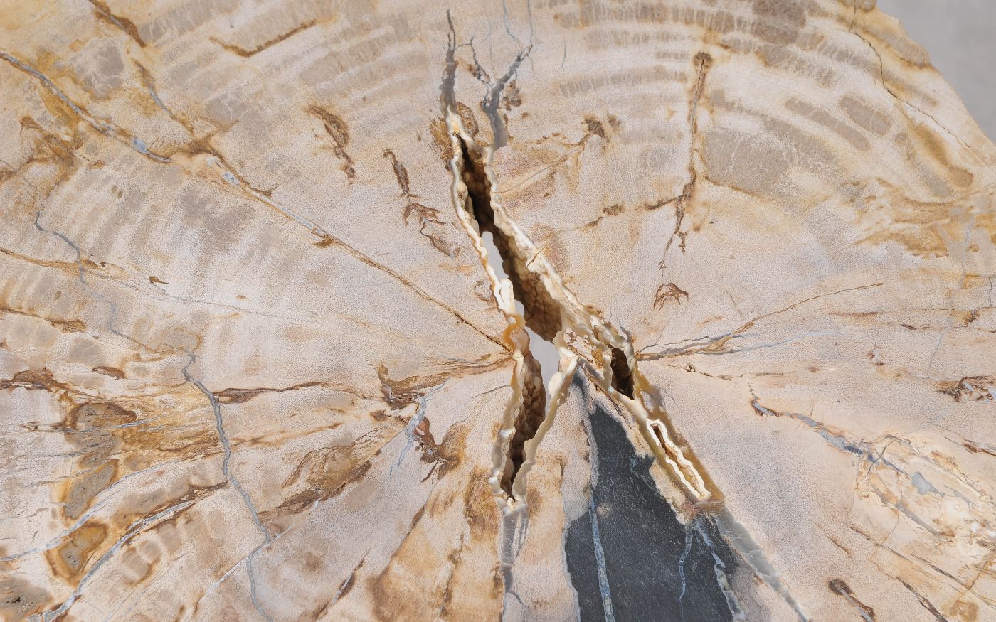 Lastra per tavolino in legno fossile - 55307