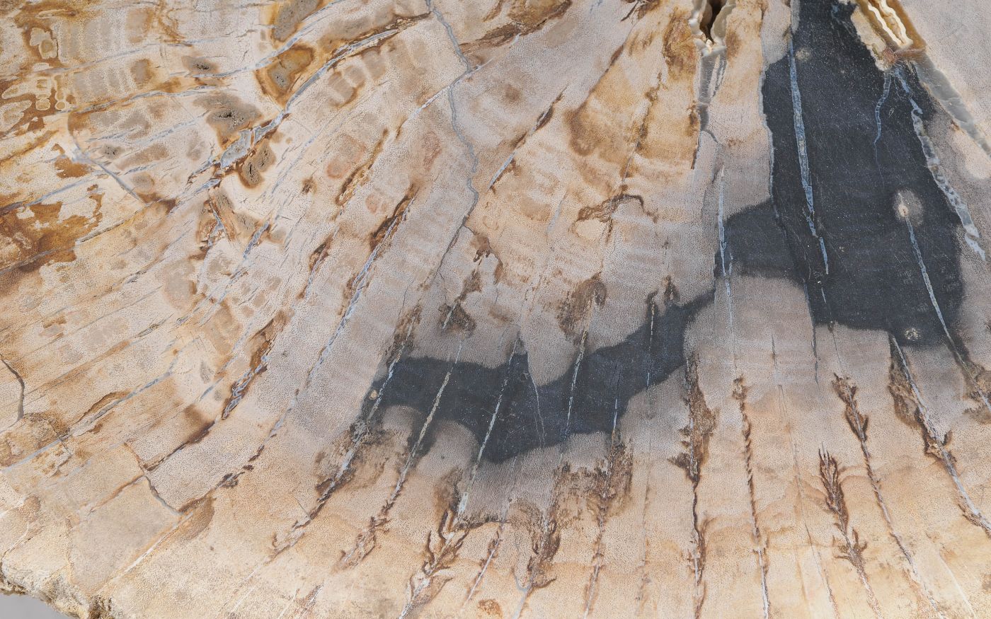 Lastra per tavolino in legno fossile - 55307