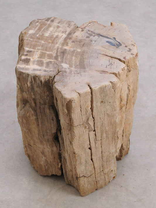 Tavolino tronco in legno pietrificato - 56003