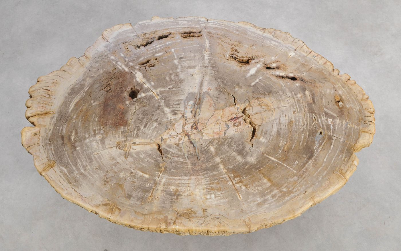 Lastra per tavolino in legno fossile - 56149