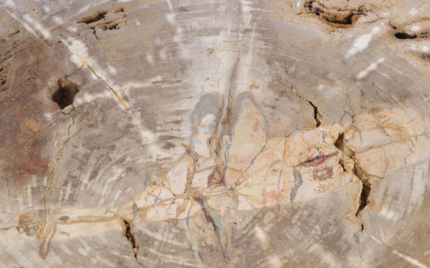 Lastra per tavolino in legno fossile - 56149