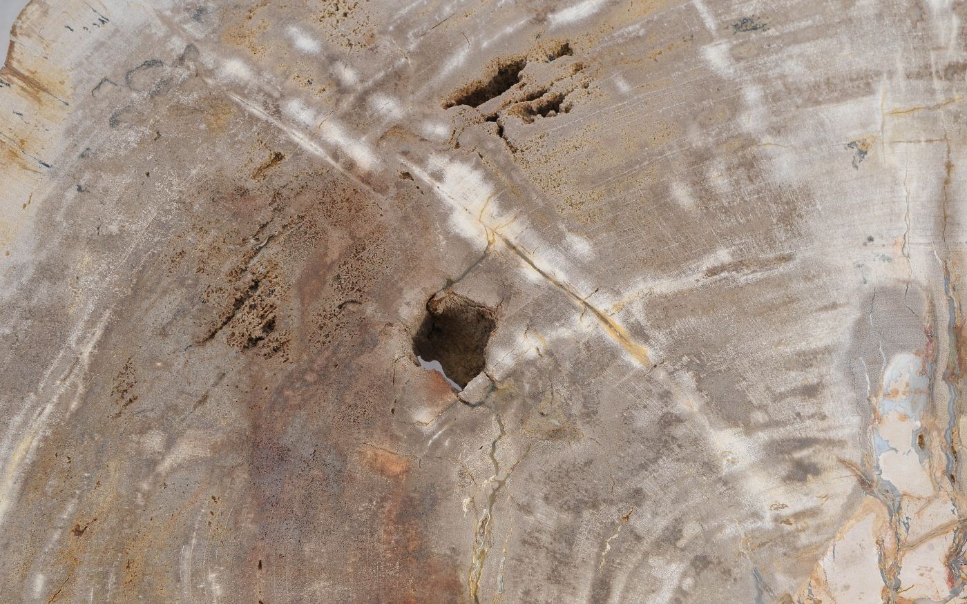 Lastra per tavolino in legno fossile - 56149