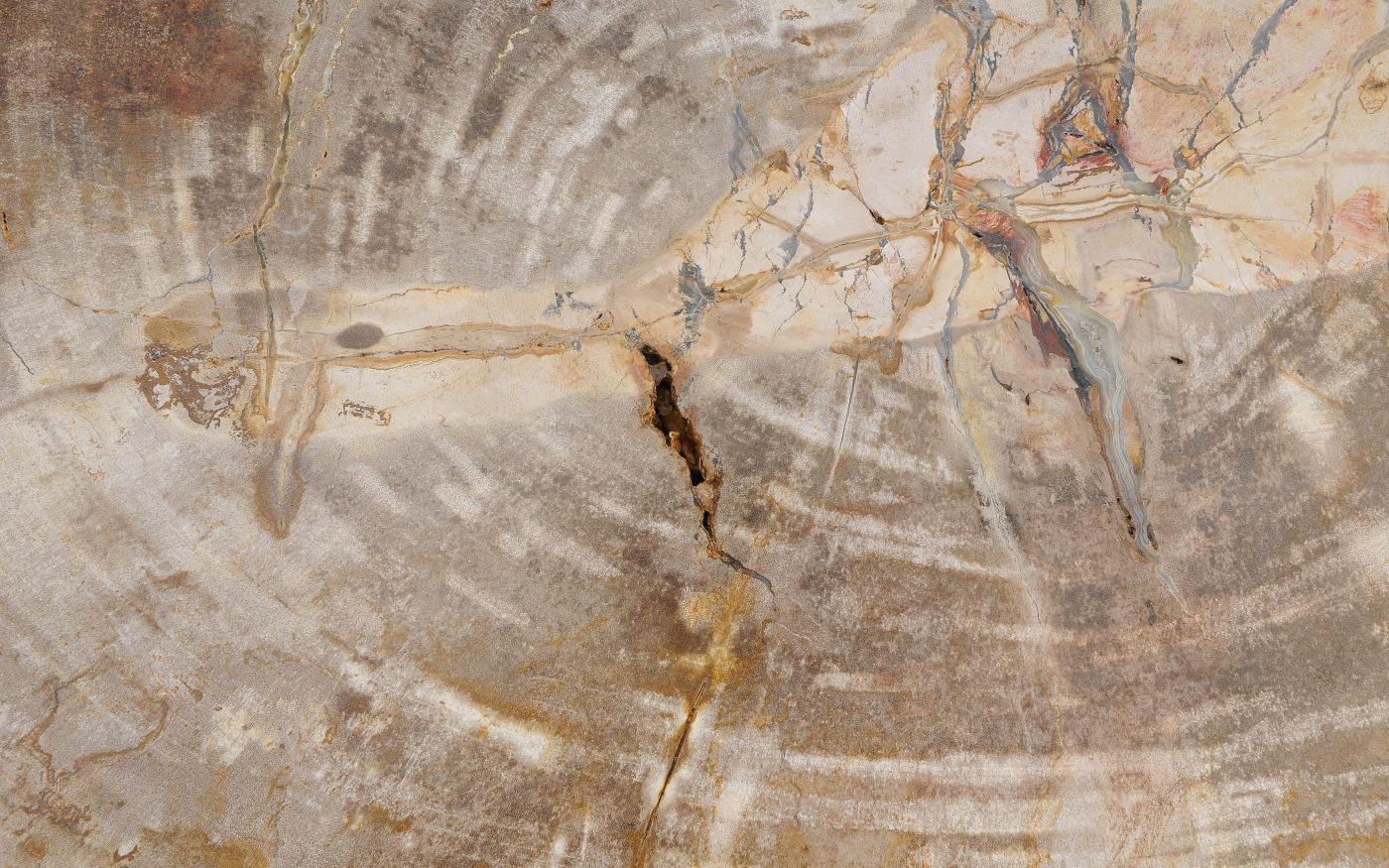 Lastra per tavolino in legno fossile - 56149