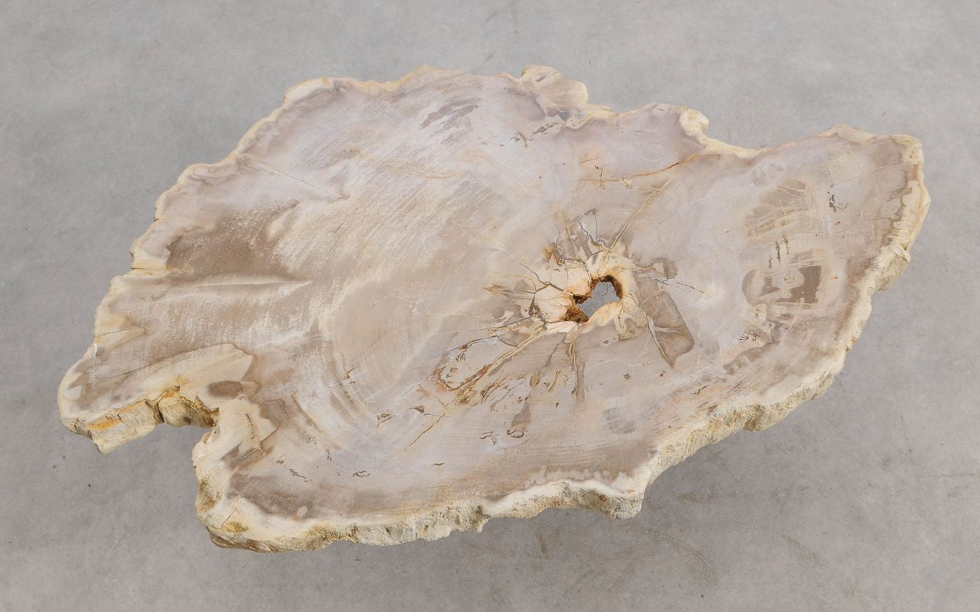 Lastra per tavolino in legno fossile - 56198
