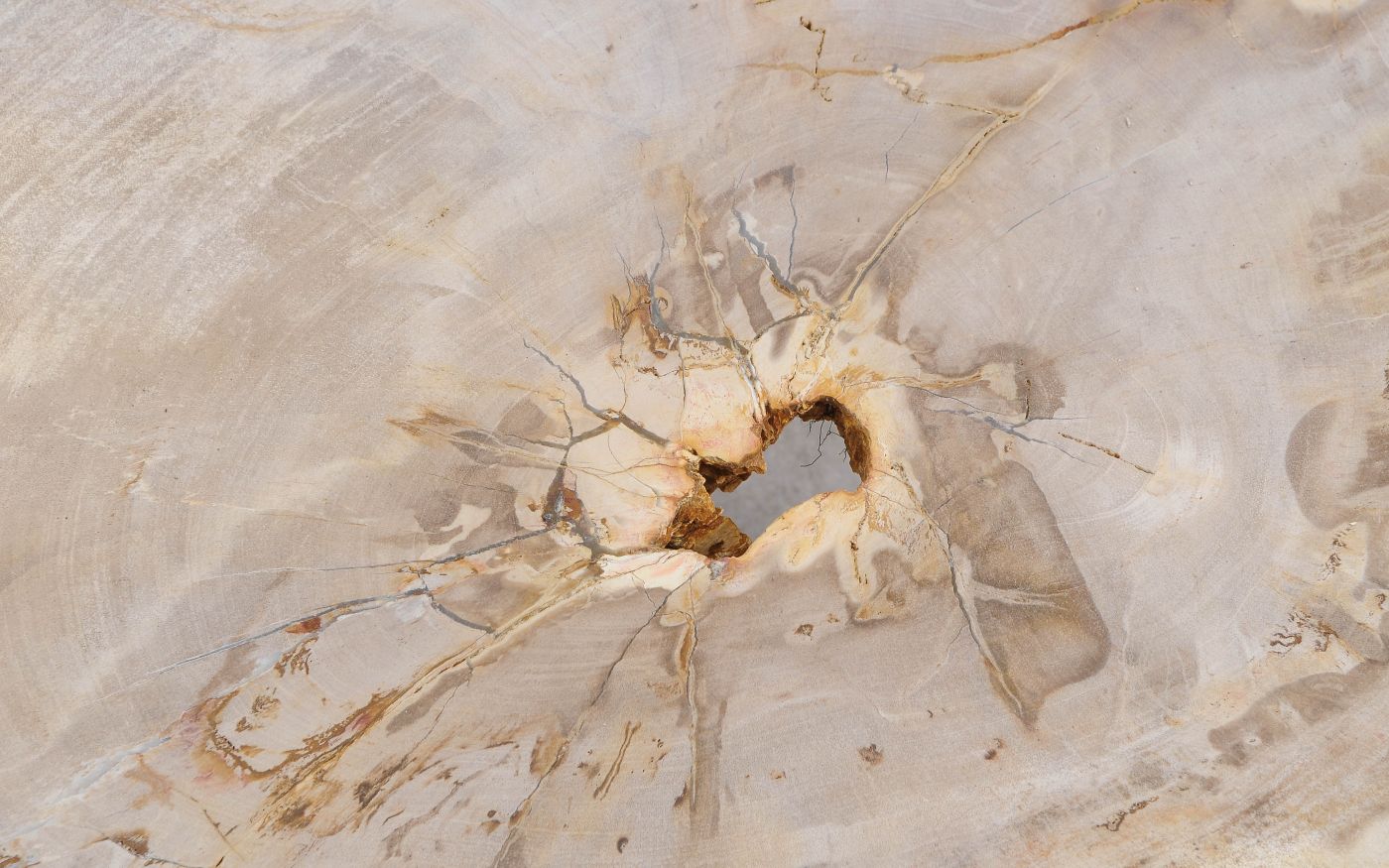 Lastra per tavolino in legno fossile - 56198