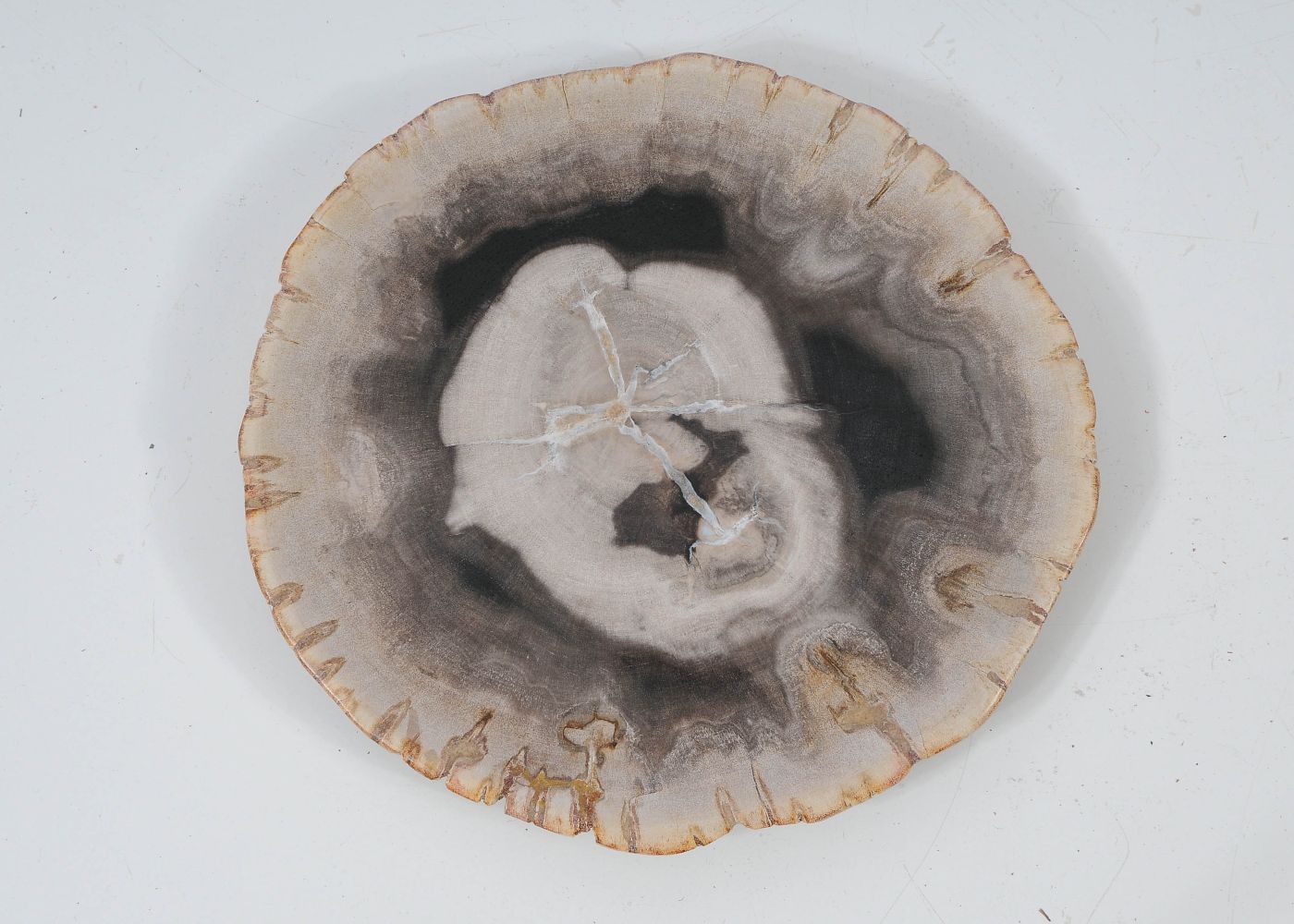 Piatto in legno fossile - 57349