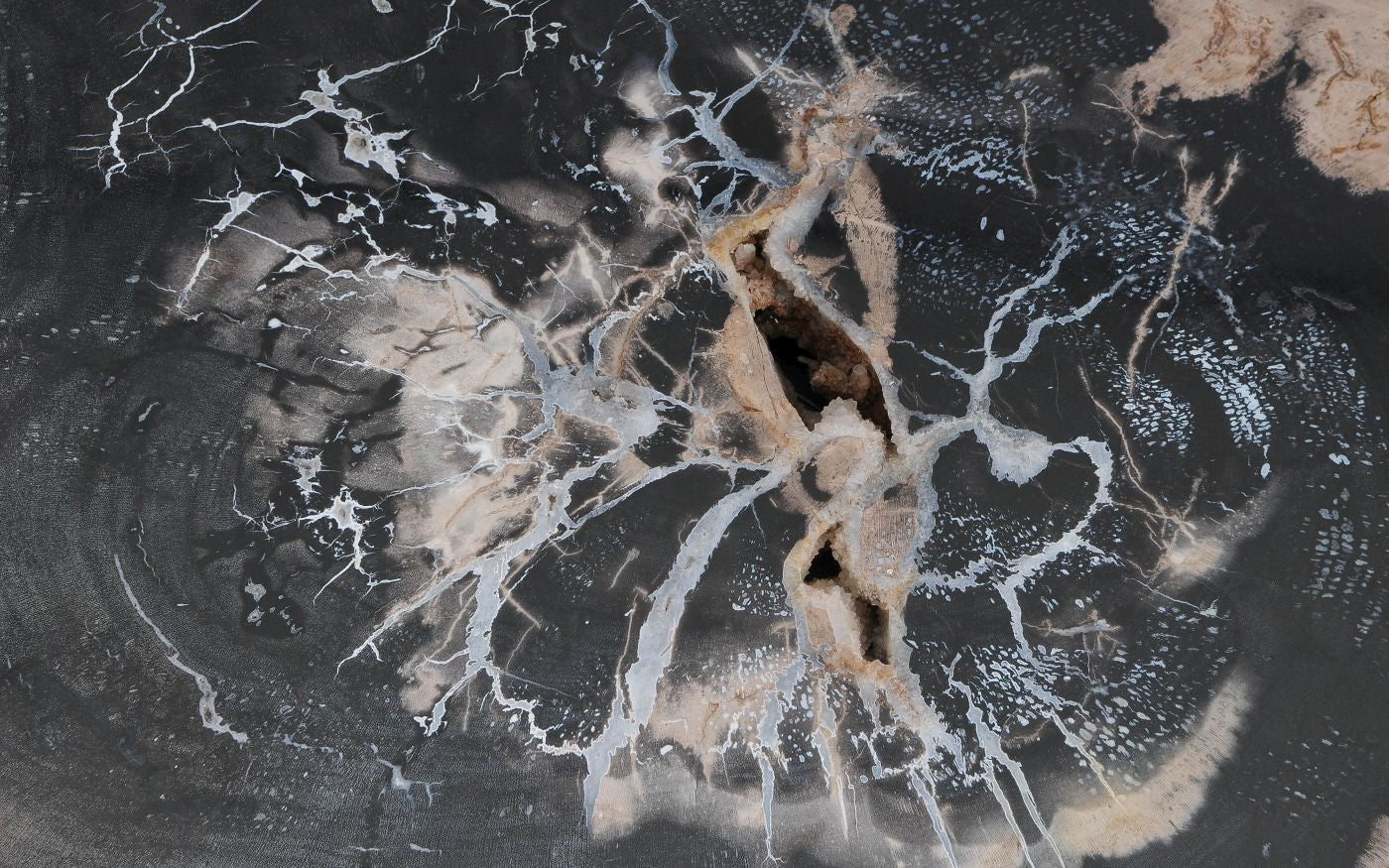 Lastra per tavolino in legno fossile - 59272