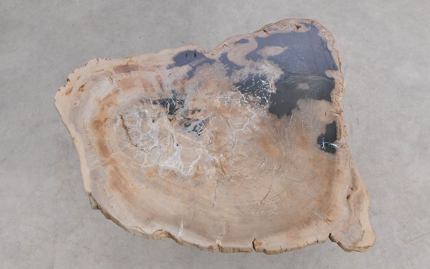 Lastra per tavolino in legno fossile - 59279