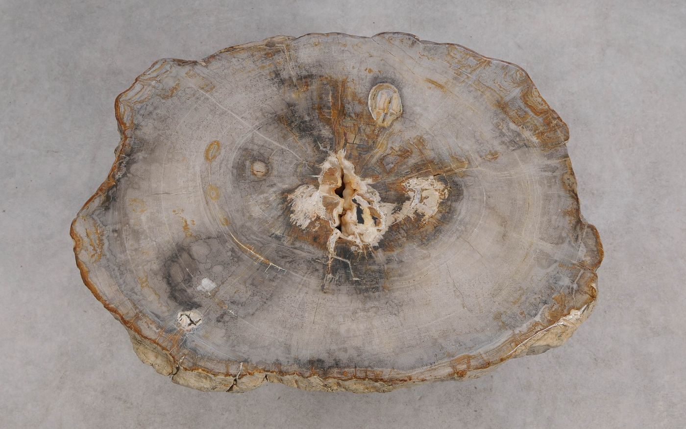 Lastra per tavolino in legno fossile - 60347