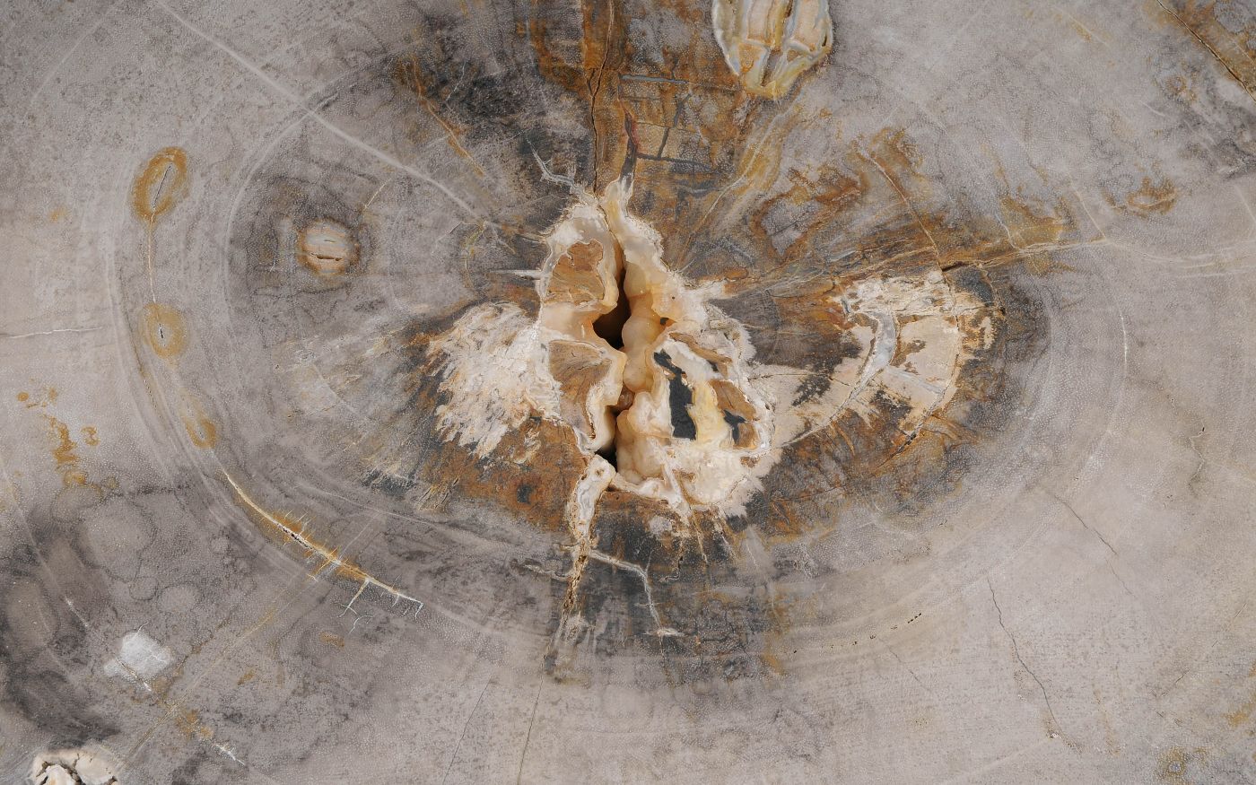 Lastra per tavolino in legno fossile - 60347