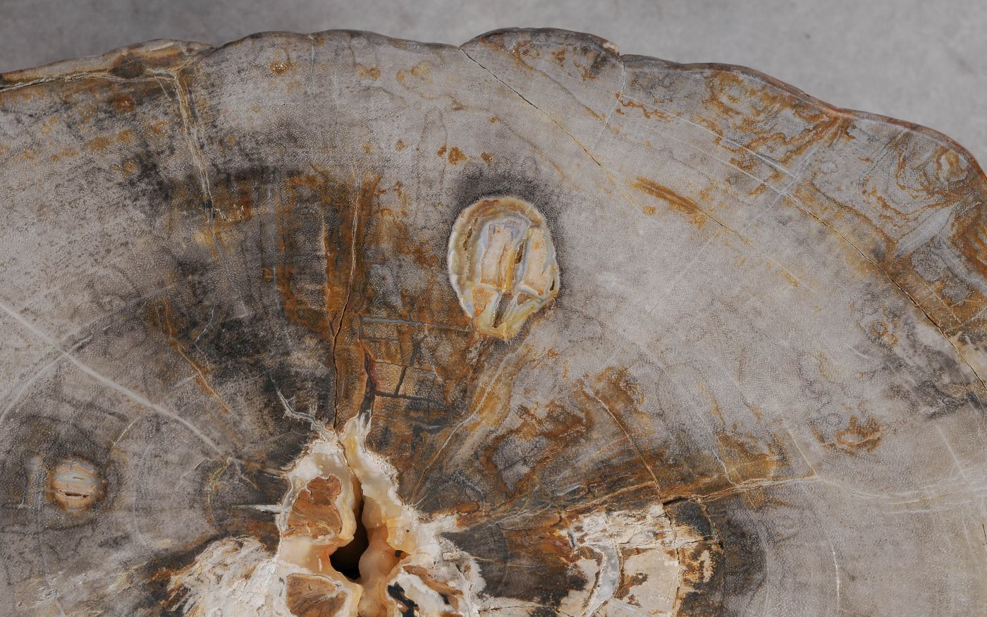 Lastra per tavolino in legno fossile - 60347