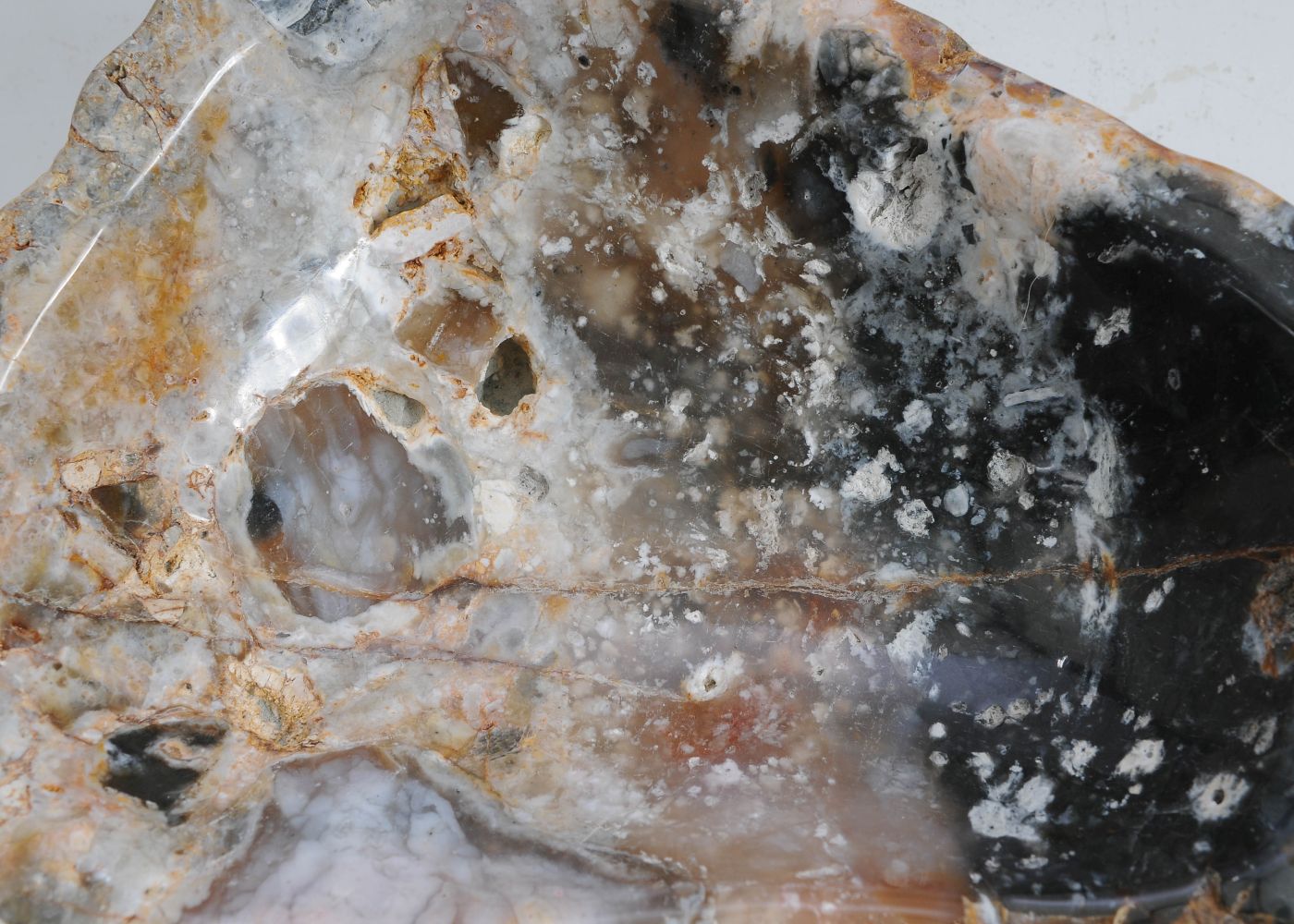 Ciotola in legno pietrificato - 58008