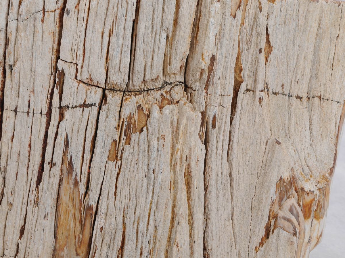 Tavolino tronco in legno pietrificato - 48048 - Esotika