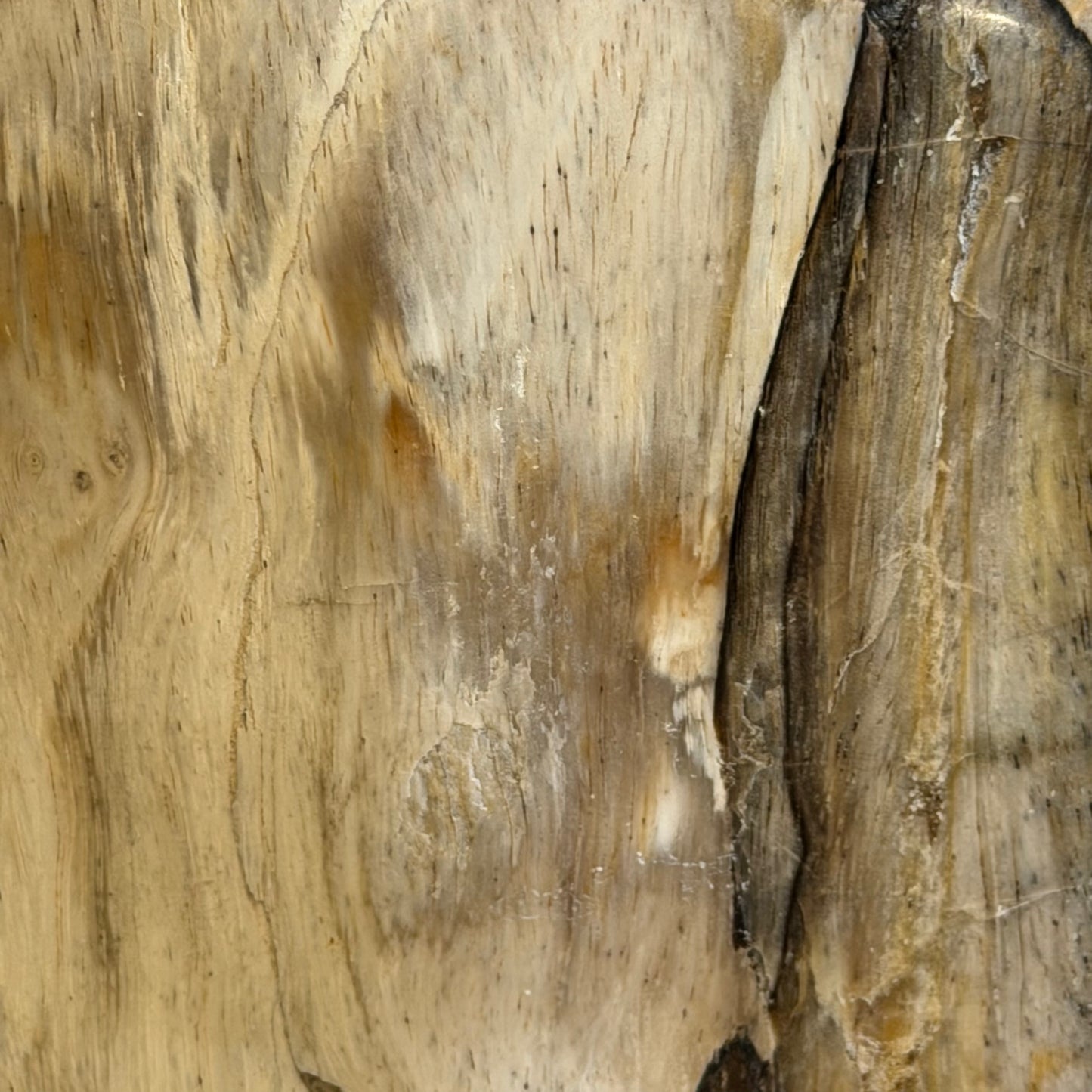 Scultura in legno fossile - 50007 B