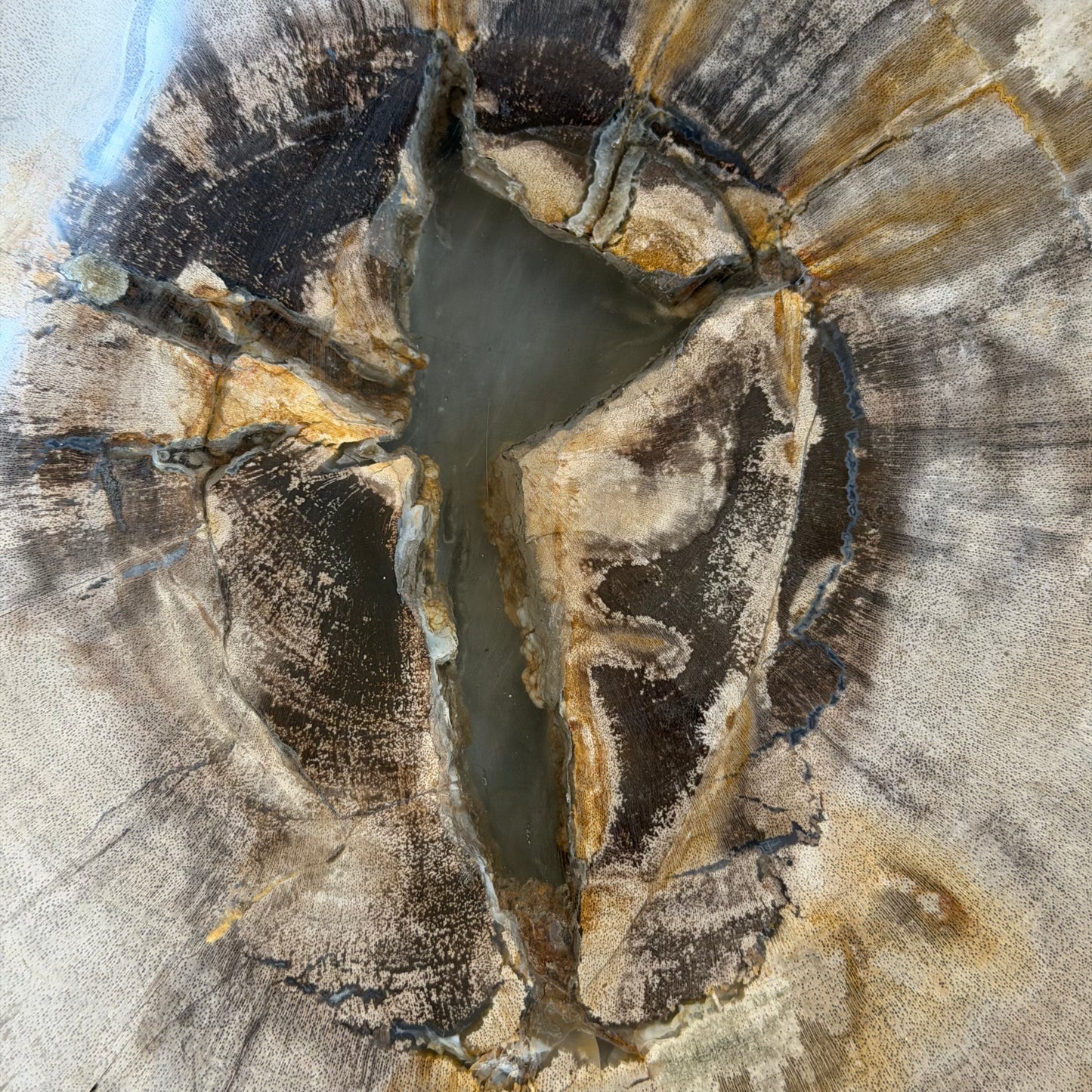 Piatto in legno fossile - 50004 A