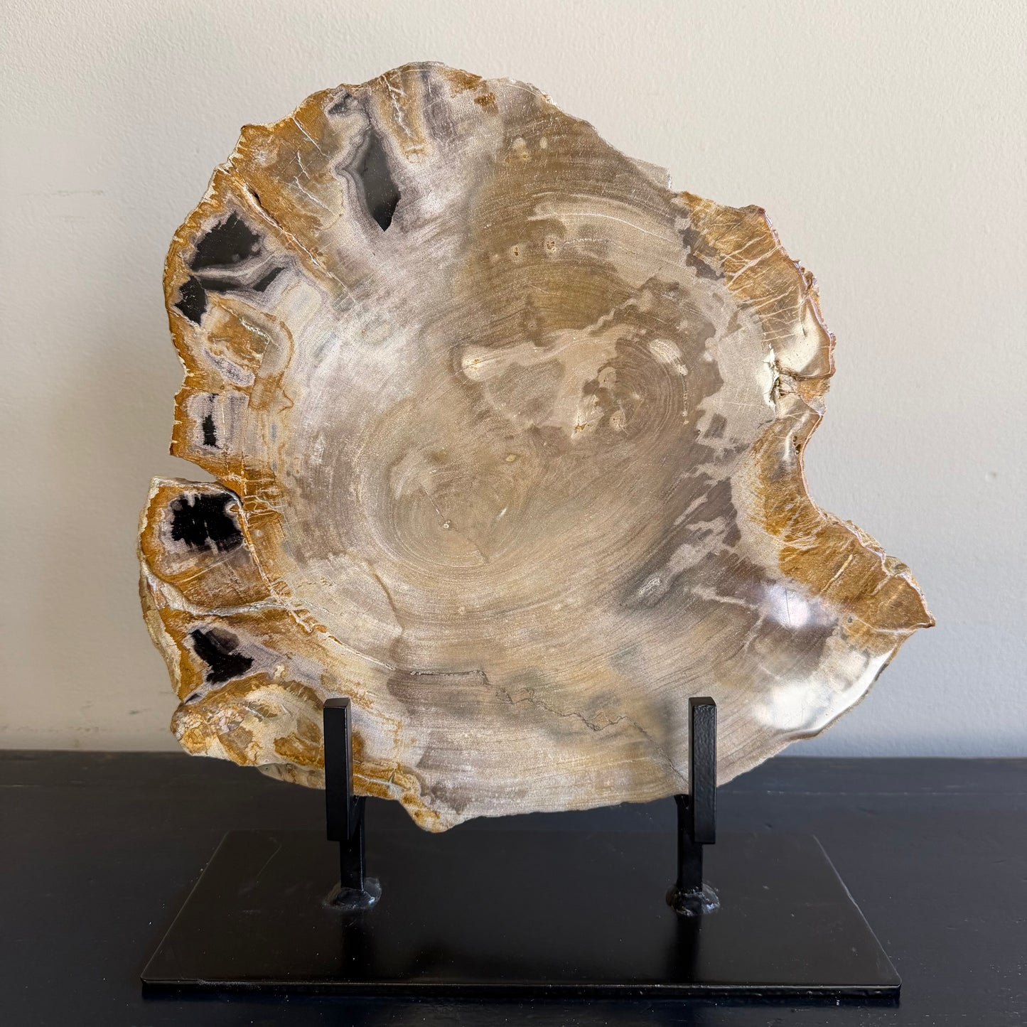 Lastra per tavolino in legno fossile - 50003 F