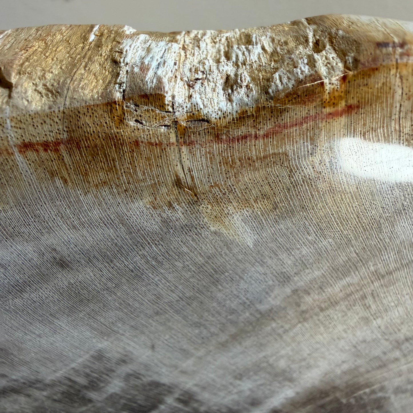 Lastra per tavolino in legno fossile - 50003 C