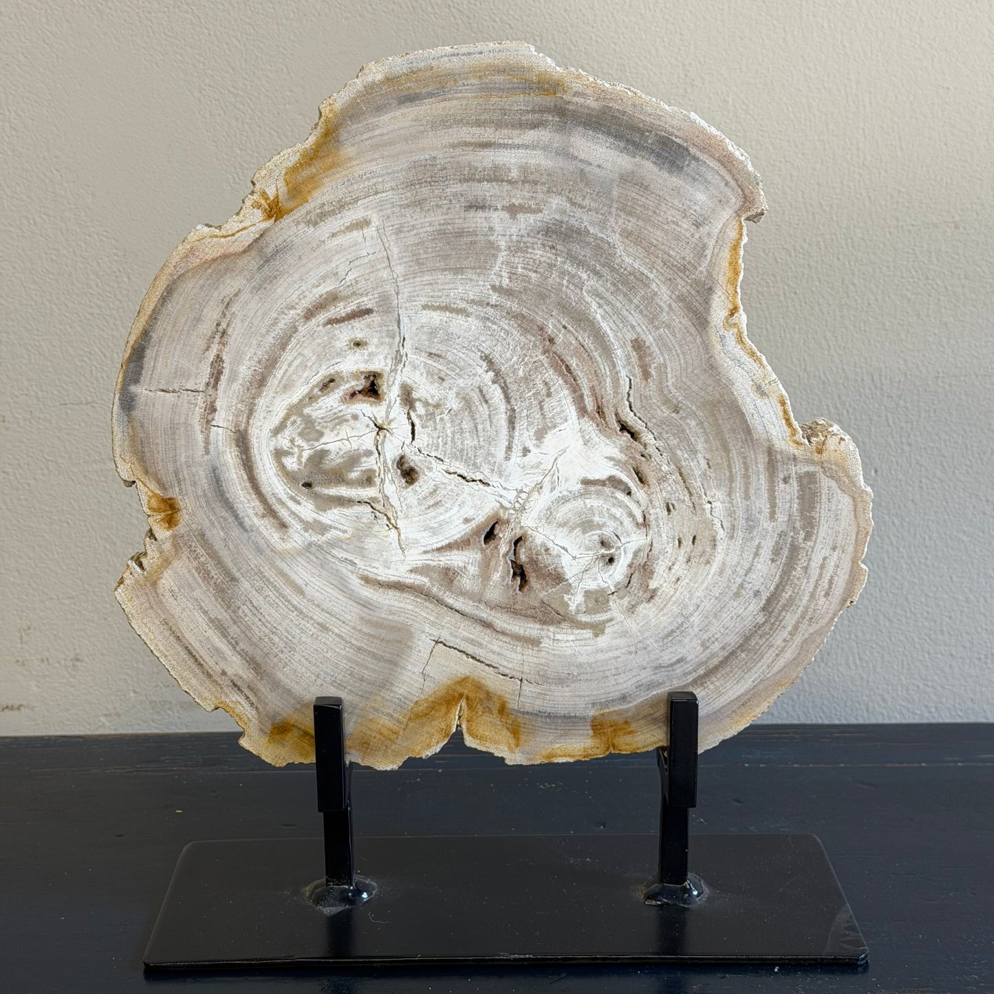 Lastra per tavolino in legno fossile - 50003 B
