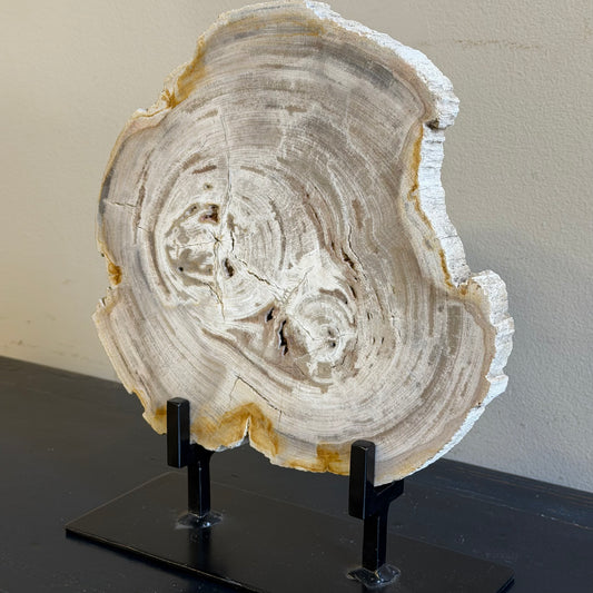Lastra per tavolino in legno fossile - 50003 B