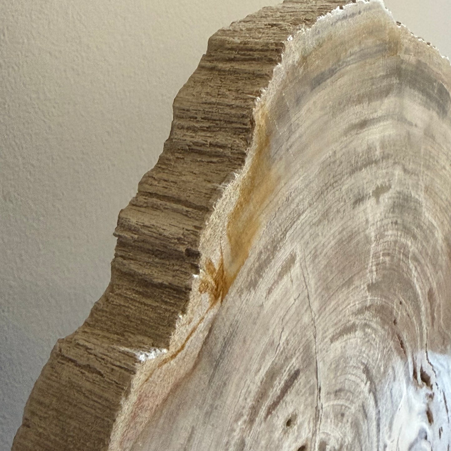 Lastra per tavolino in legno fossile - 50003 B