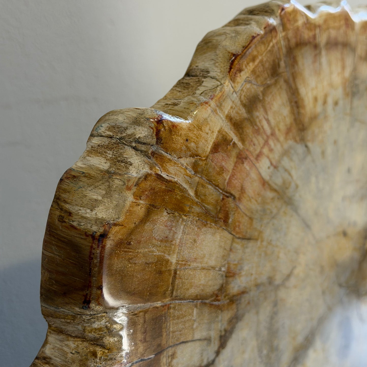 Lastra per tavolino in legno fossile - 50003 E