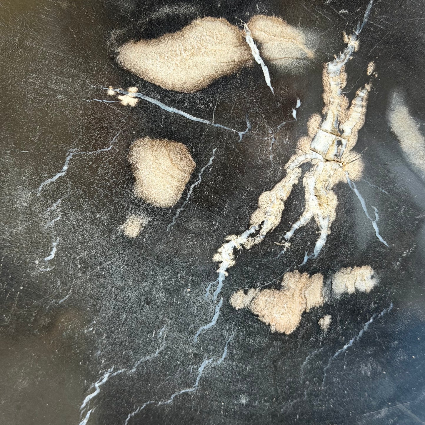 Lastra per tavolino in legno fossile - 50003 D