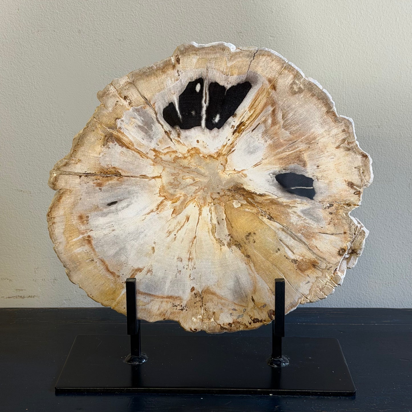 Lastra per tavolino in legno fossile - 53167