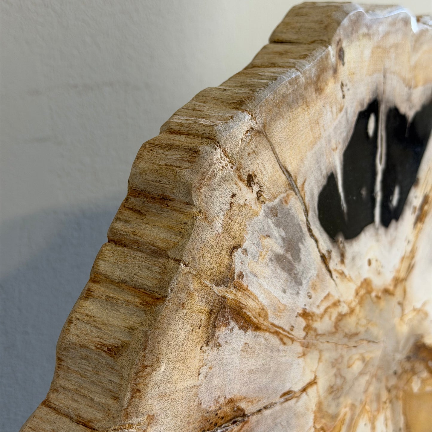 Lastra per tavolino in legno fossile - 53167